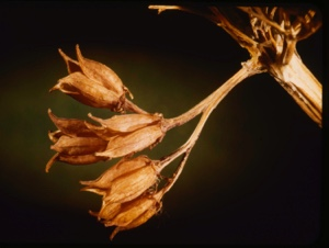 Image: stalk with seed pods