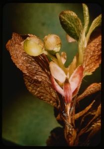 Image of stalk head with buds in several stages