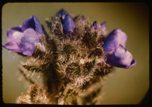 Image of stalk with purple blossoms