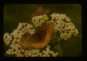 Image: Butterfly on Boneset