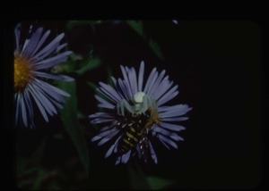 Image: Spider catches bee on aster