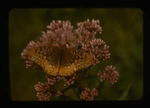 Image: Butterfly on Joe Pye Weed