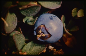 Image of Vaccinium uliginosum, arctic blueberry