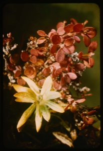Image: Vaccinium uliginosum, bilberry and Ranuculus, buttercup, fall foliage.