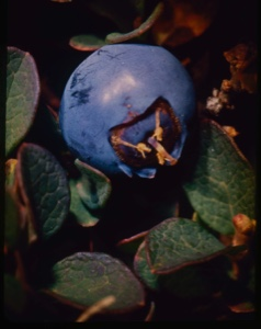 Image: Vaccinium uliginosum, bilberry