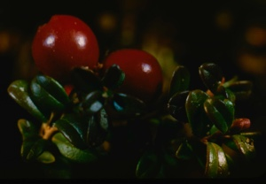 Image of Vaccinium vitis-idaea, ericaceae, mountain cranberry.
