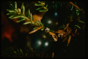 Image: Empetrum nigrum, black crowberry