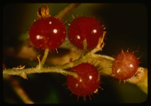 Image of Ribes glandulosium, arctic gooseberry