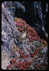 Image of Cornus, bunchberry rock garden.