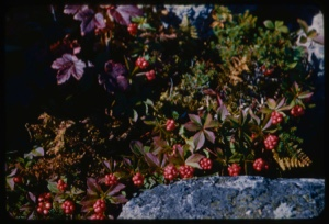 Image of Cornus, bunchberry, and Empetrum, crowberry, rock garden