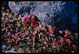 Image: Cornus, bunchberry, and Rubus, labrador strawberry