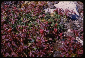 Image of Cornus canadensis and Rubus