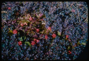 Image of Bunchberry and Bilberry