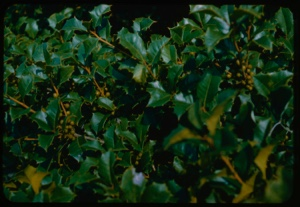 Image: Holly with immature berries