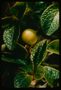 Image: immature berry, shiny leaf
