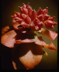 Image: Sedum roseum, fruit