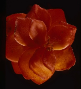 Image of Sedum, leaf rosette
