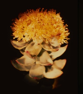 Image: Sedum roseum