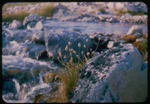 Image of Grass heads with seeds among rocks.