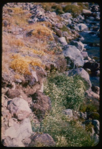 Image of Plants and mosses on rocks