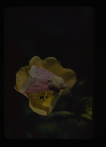 Image: Moth on evening primrose