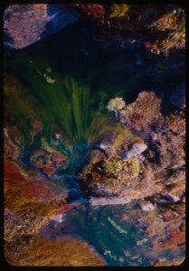 Image: Algae.