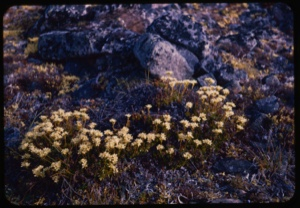 Image of Polar rock garden