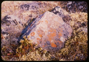 Image of Lichen and plants, Polar.
