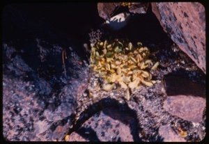 Image of Plants among rocks
