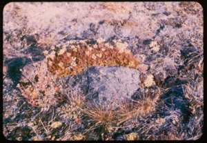 Image of Arctic plants, 1-inch tall.