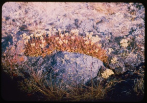 Image of Arctic plants among rocks.