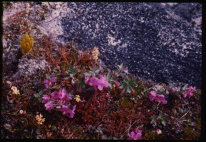 Image: Polar rock garden.