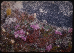 Image of Polar rock garden.