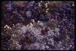 Image: Dryas octopetala among rocks.