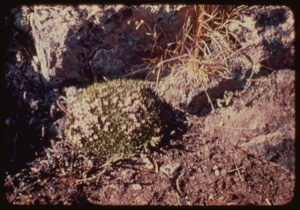 Image: Silene acaulis among rocks.