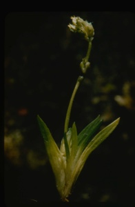 Image of Lilliaceae.