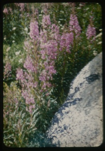 Image: Purple-blossom spikes.