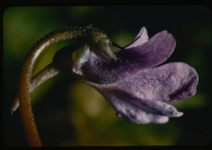 Image: Purple flower.