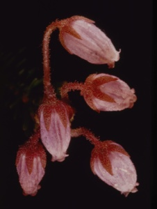 Image: Phyllodoce caerulea.