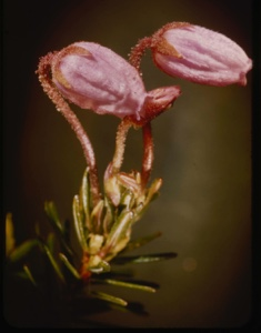 Image of Phyllodoce caerulea.