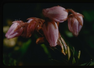 Image: Phyllodoce caerula.