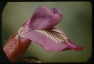Image: Astragales alpinus, vetch.