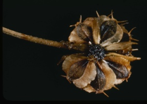 Image: Actinomens[?] altenifolia
