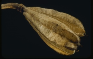 Image: Lilium philadelphium, seed pod.