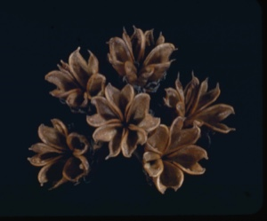 Image of Spiraea, winter pods.