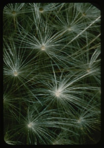 Image of Dandelion seeds.