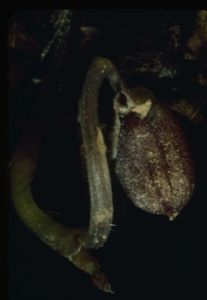 Image: Viola capsule.