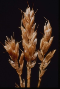 Image of Seed heads [grain?].
