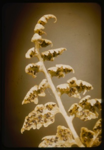 Image: Woodisa, spores.