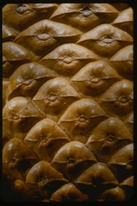 Image of Know cone, detail.